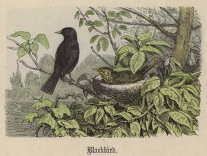 Blackbird by Friedrich Specht