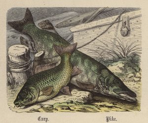 Carp, Pike by Friedrich Specht