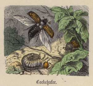 Cockchafer by Friedrich Specht