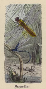 Dragon-flies by Friedrich Specht