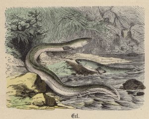 Eel by Friedrich Specht