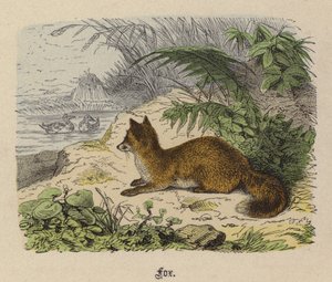 Fox by Friedrich Specht