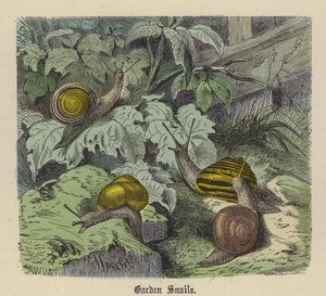 Garden Snails by Friedrich Specht
