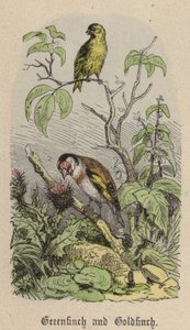 Greenfinch and Goldfinch by Friedrich Specht