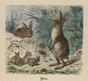 Hares by Friedrich Specht