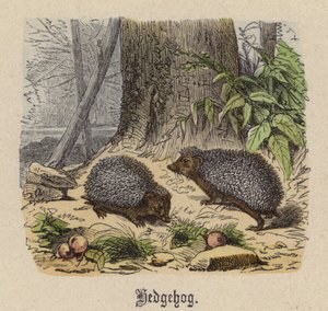 Hedgehog