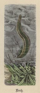 Leech by Friedrich Specht