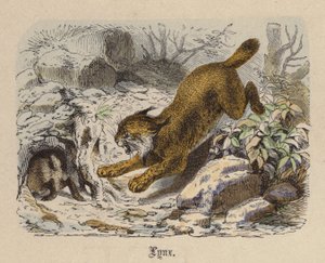 Lynx by Friedrich Specht