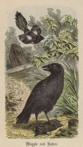 Magpie and Raven