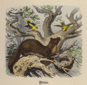Marten by Friedrich Specht