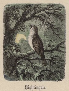 Nightingale by Friedrich Specht