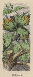 Nut-weevil by Friedrich Specht