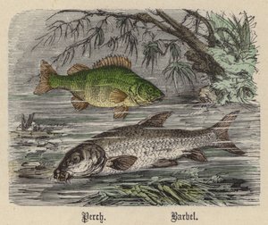 Perch, Barbel by Friedrich Specht