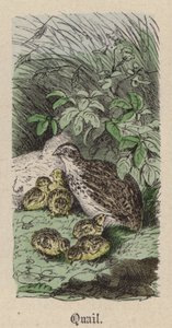 Quail by Friedrich Specht