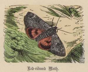 Red-riband Moth