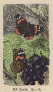 Red Admiral Butterfly by Friedrich Specht