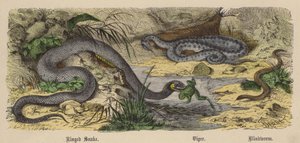 Ringed Snake, Viper, Blindworm
