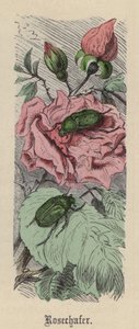 Rosechafer by Friedrich Specht
