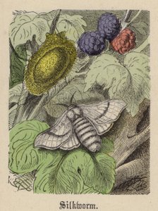 Silkworm by Friedrich Specht