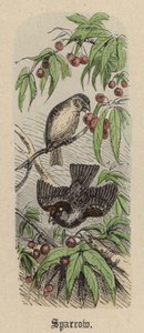 Sparrow by Friedrich Specht