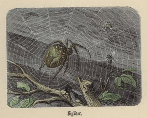 Spider by Friedrich Specht