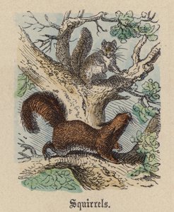 Squirrels