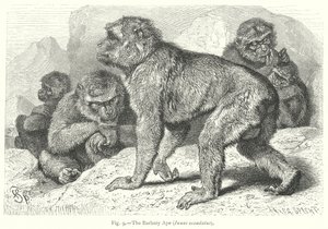 The Barbary Ape (Inuus Ecaudatus)