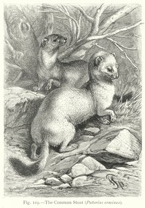 The Common Stoat (Putorius Erminea)