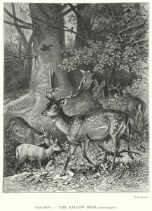 The Fallow Deer (Dama Vulgaris) by Friedrich Specht
