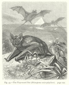 The Flap-Nosed Bat (Rhinopoma Microphyllum) by Friedrich Specht