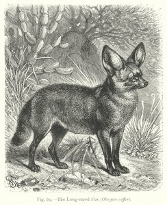 The Long-Eared Fox (Otocyon Caffer)