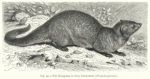 The Mongoose or Gray Ichneumon (Herpestes Griseus) by Friedrich Specht