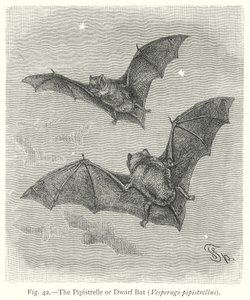 The Pipistrelle or Dwarf Bat (Vesperugo Pipistrellus) by Friedrich Specht