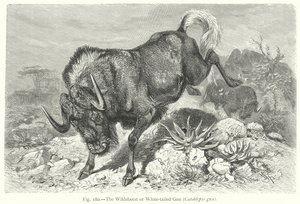 The Wildebeest or White-Tailed Gnu (Catoblepas Gnu)