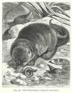 The Wuychuchol (Myogale Moschata)