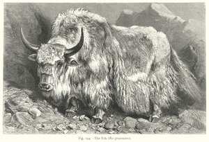 The Yak (Bos Grunniens)
