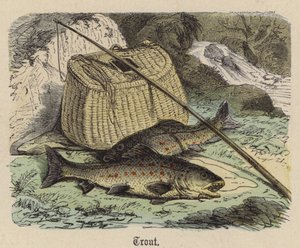 Trout by Friedrich Specht