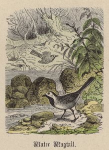 Water Wagtail by Friedrich Specht