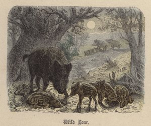 Wild Boar by Friedrich Specht