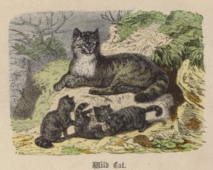 Wild Cat by Friedrich Specht