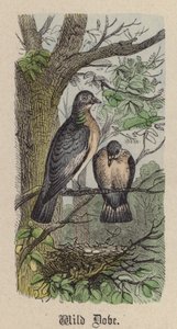 Wild Dove by Friedrich Specht
