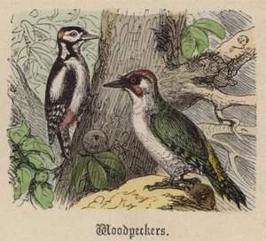 Woodpeckers by Friedrich Specht