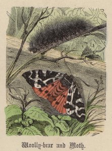 Woolly-bear and Moth by Friedrich Specht
