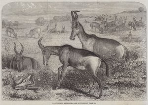 Hartebeeste Antelopes by Friedrich Wilhelm Keyl