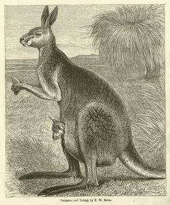 Kangaroo and Young by Friedrich Wilhelm Keyl