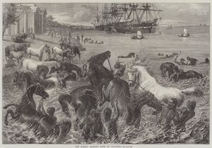 The Horses