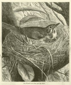 The Thrush on its Nest by Friedrich Wilhelm Keyl