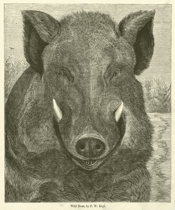 Wild Boar