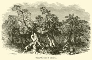 Olive Gardens of Oliveras by G. F. Sargent