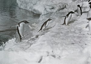 Penguins Jumping On to The Ice-Foot by G. Murray Levick